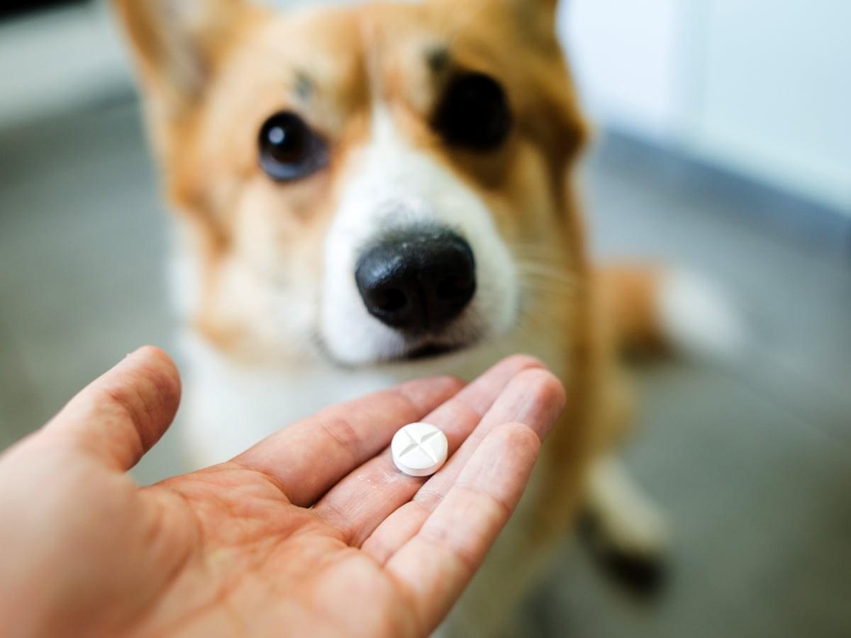 Can I Give Antacid Medicine to My Dog