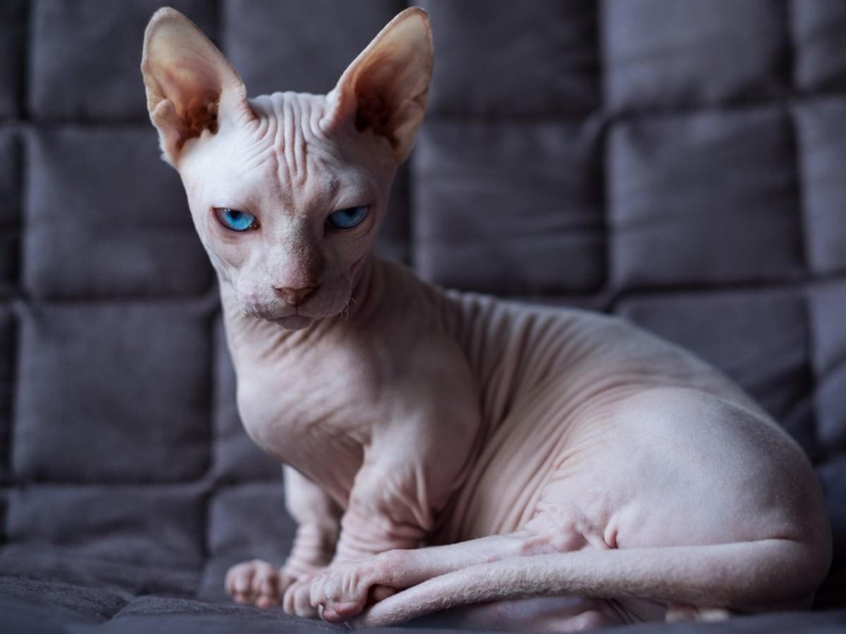 What You Need to Know About Hypoallergenic Cats
