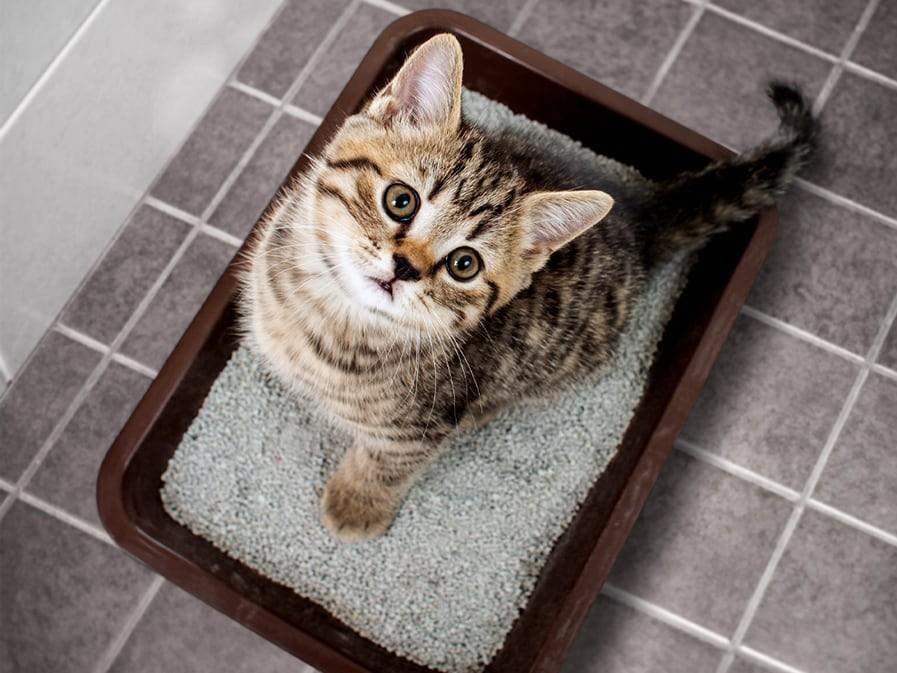 Cleaning Tips for Cat Owners