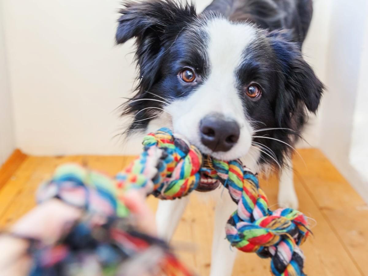 20 Essential Things Every Dog Owner Should Know Before Buying Dog Toys