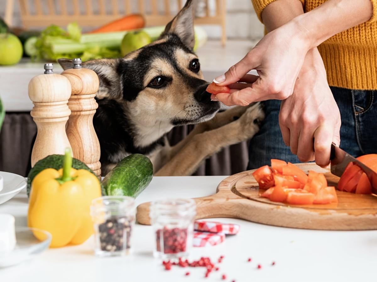 DIY Dog Food