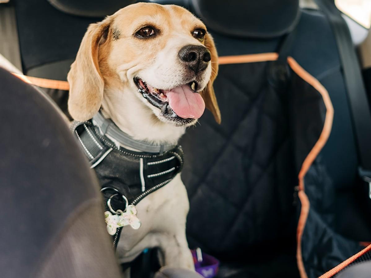 Everything You Need To Know Before Traveling With Your Dog – Dog Travel Tips