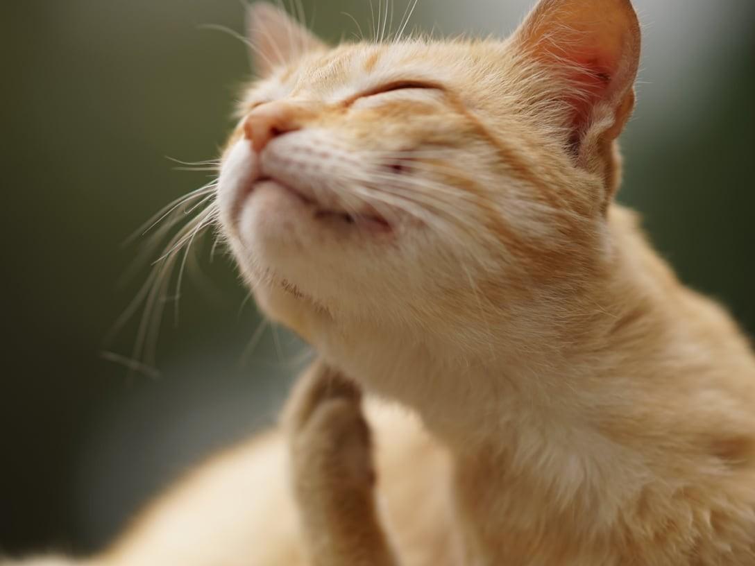 Environmental Allergies in Cats