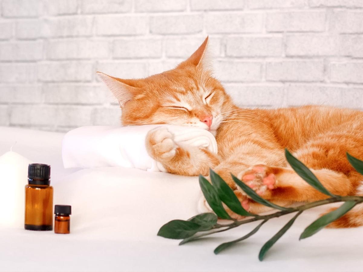 Essential Oils Safe for Cats