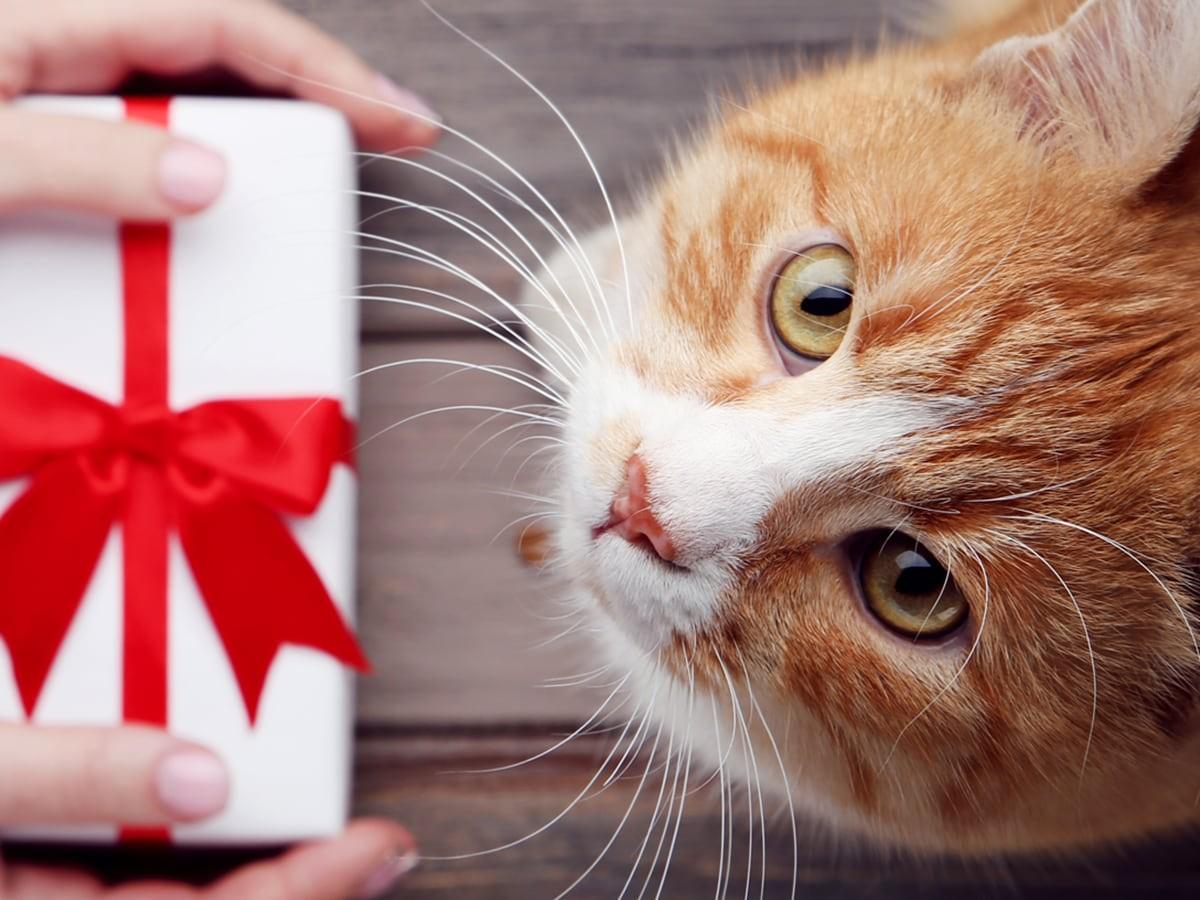 Gifts for New Pet Owners