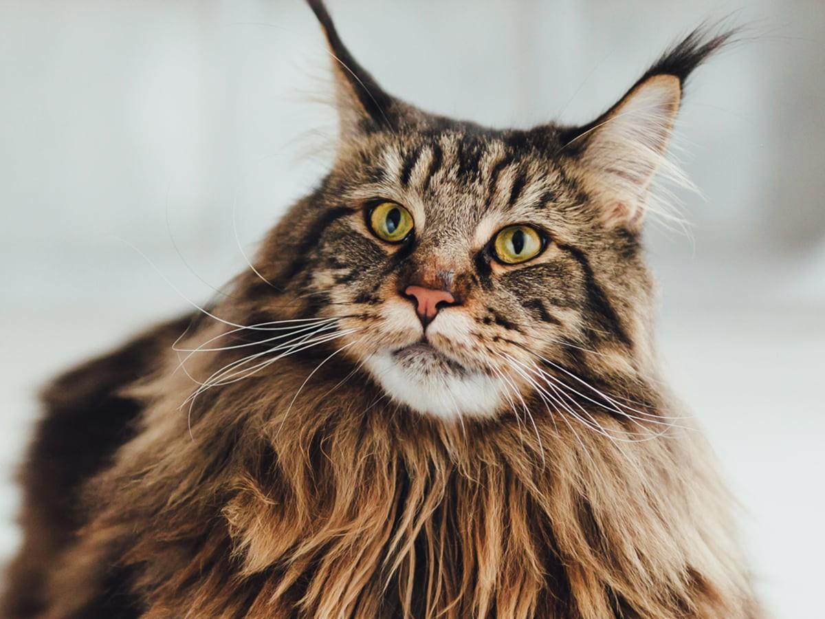 How Much Does a Maine Coon Cat Cost
