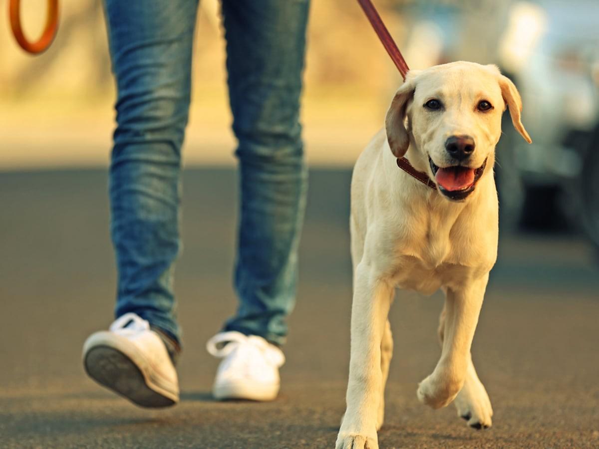 How often should I walk my dog