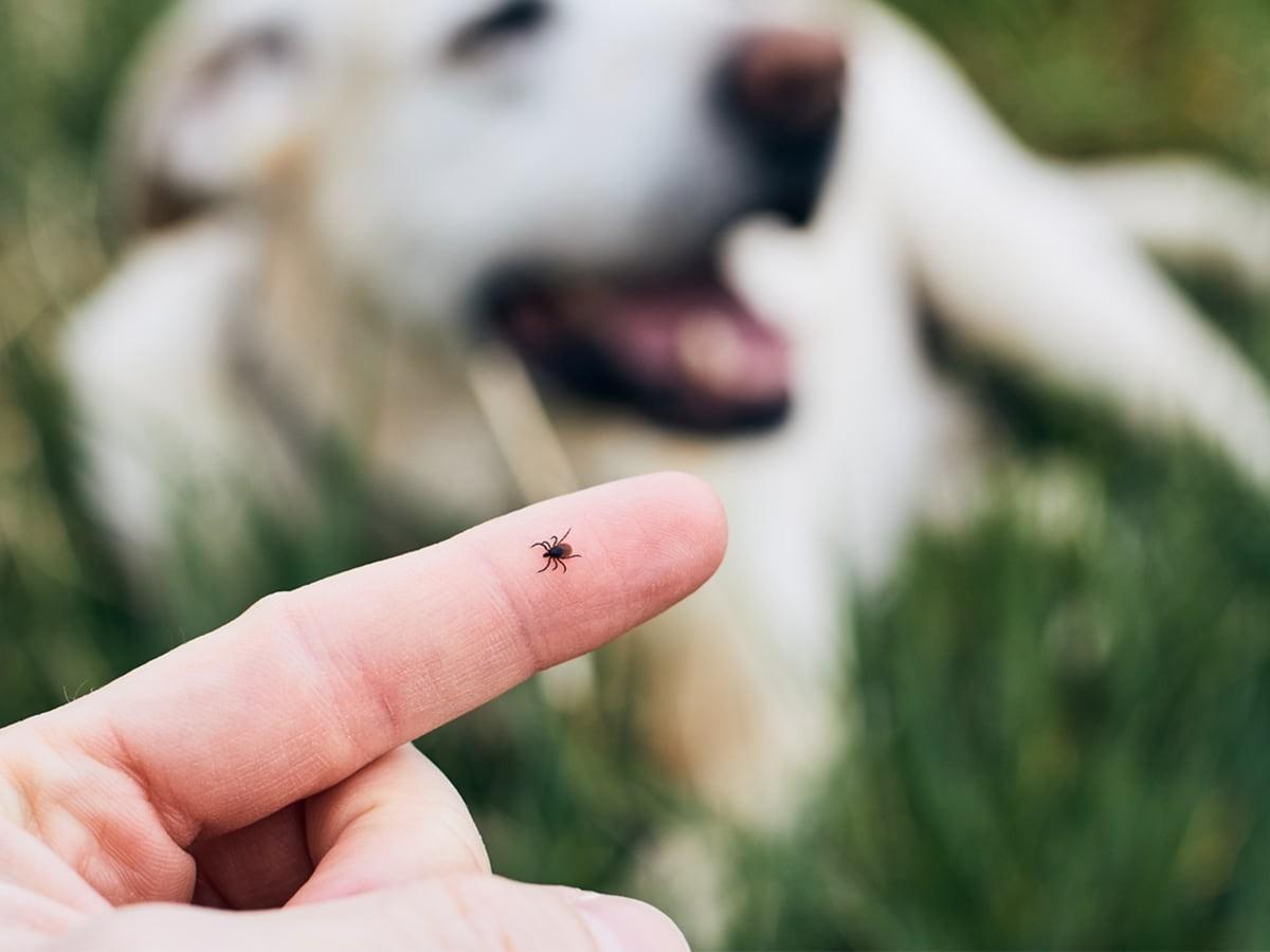 How to Get a Tick Off My Dog