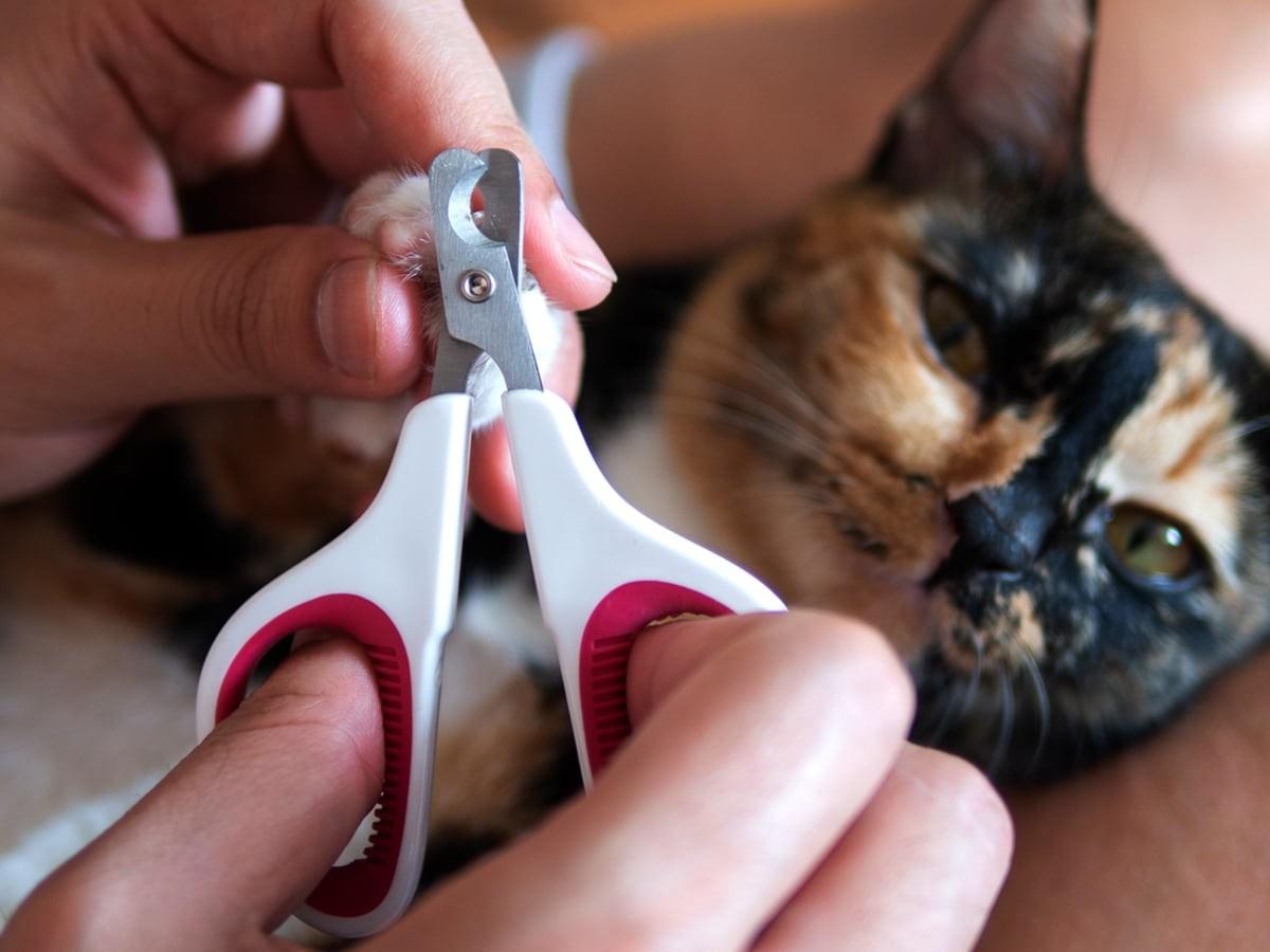 How To Trim Cat Nails