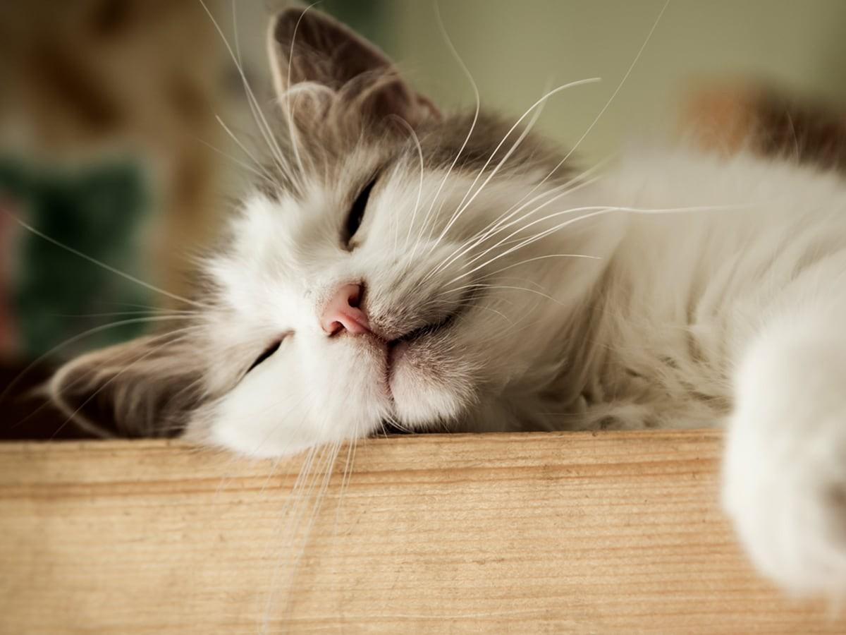 Tell-Tale Signs of a Happy Cat: Is Your Cat Happy?