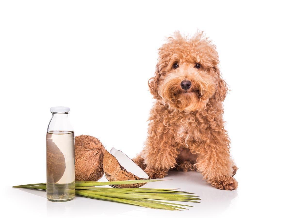 Coconut Oil for Dogs