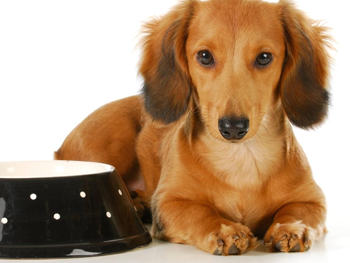 Loss of Appetite in Dogs