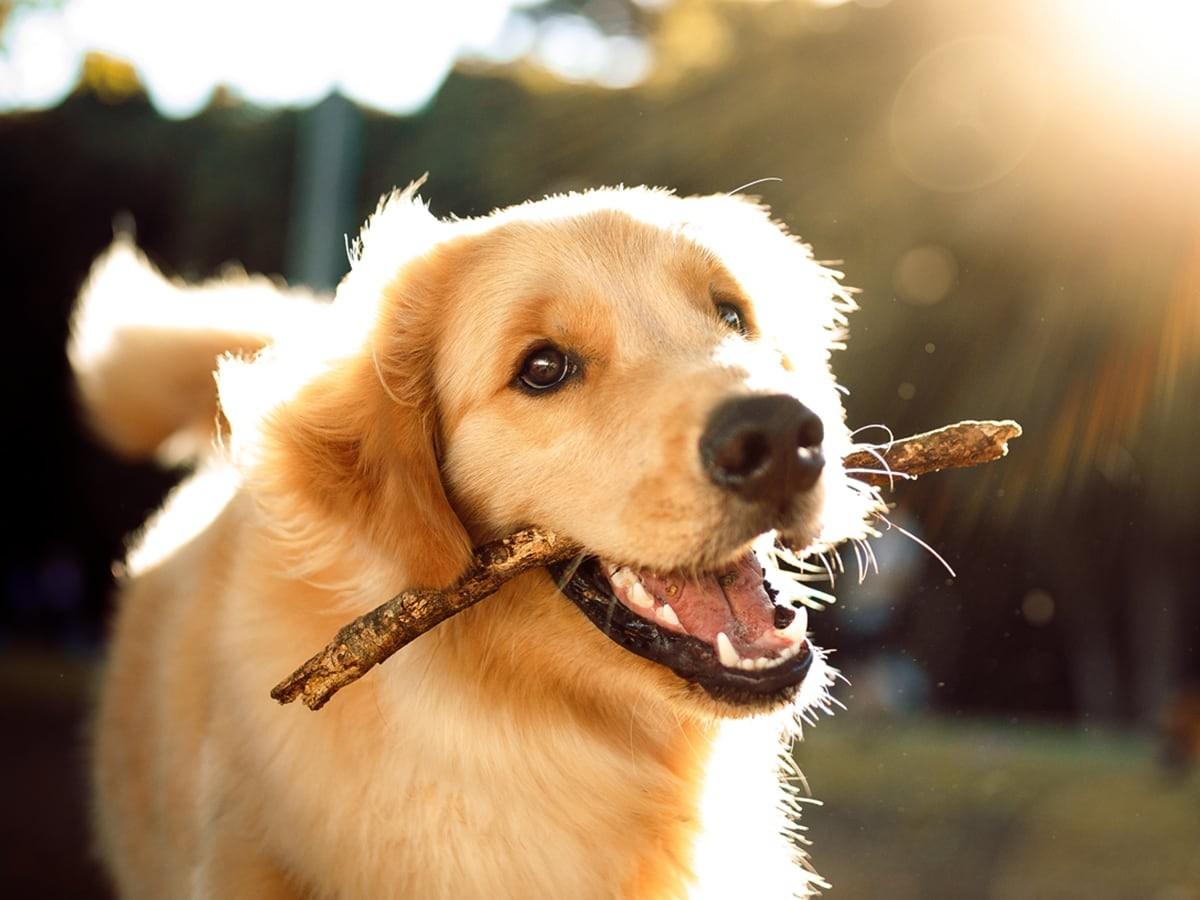20 Best Low-Maintenance Dog Breeds