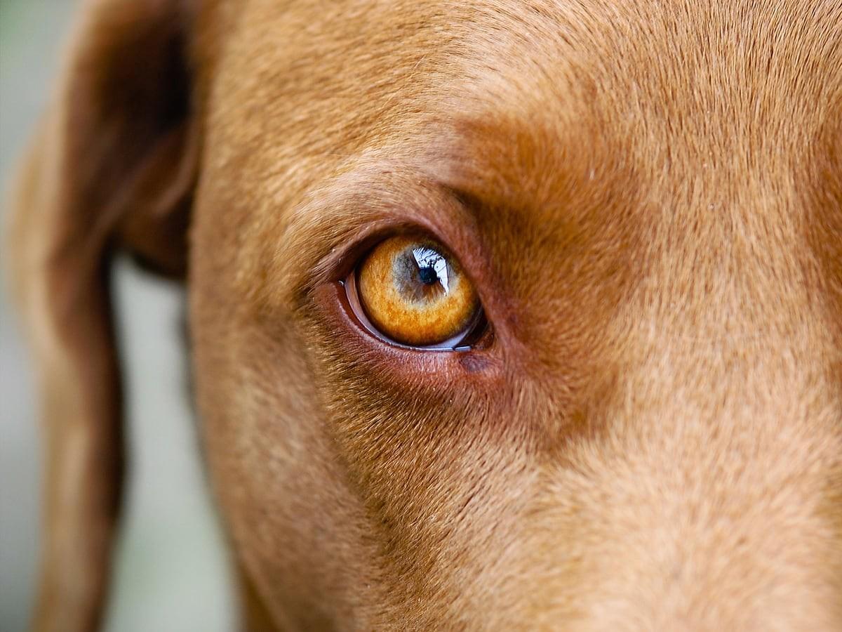 Collie Eye Anomaly (CEA) in Dogs