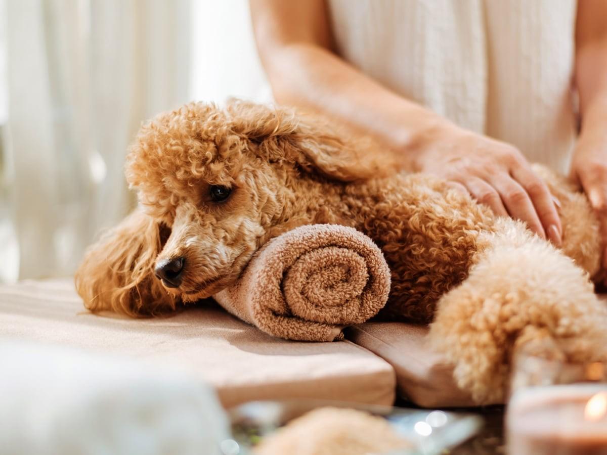 Indulging Your Furry Friend: Exploring the Benefits of Pet Spas