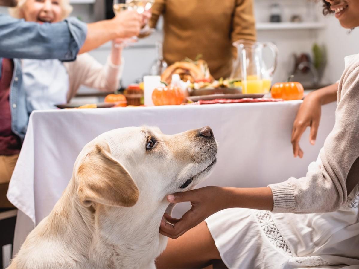 Thanksgiving with Your Pet