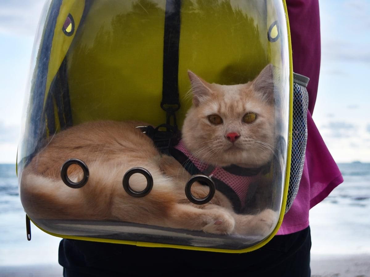 About Cat Backpacks