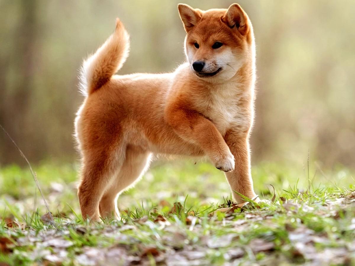 Top 5 Japanese Dog Breeds