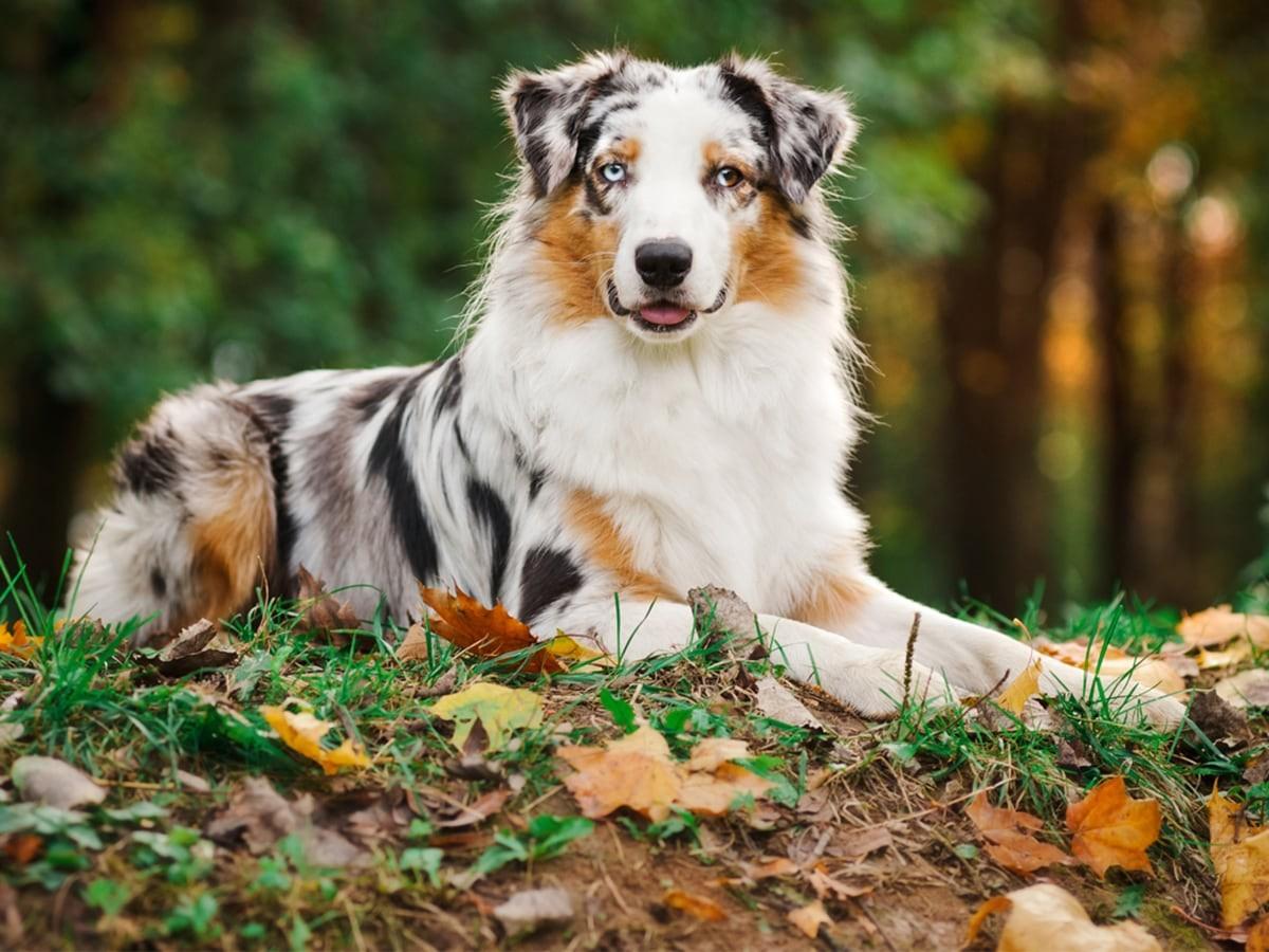 Top 10 Smartest Dog Breeds
