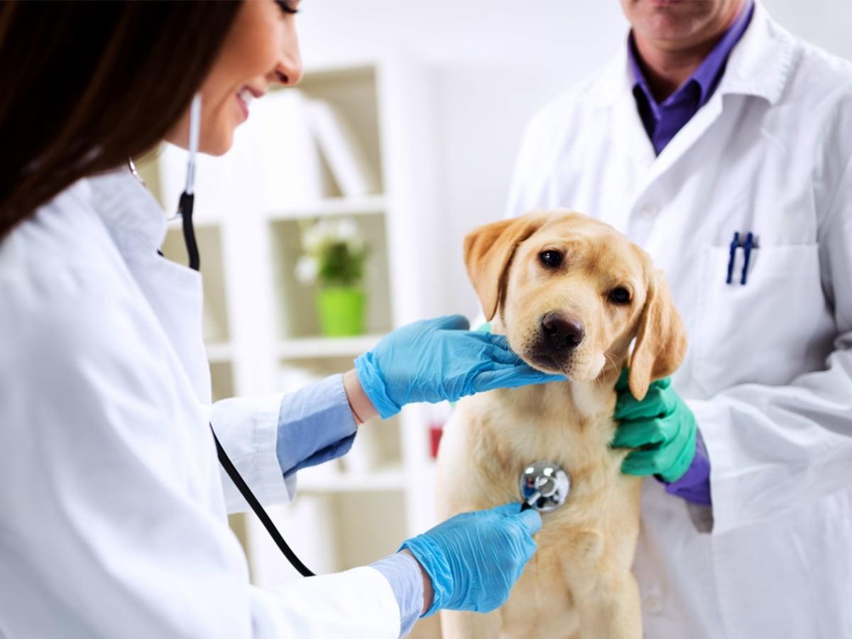 What to Ask the Vet