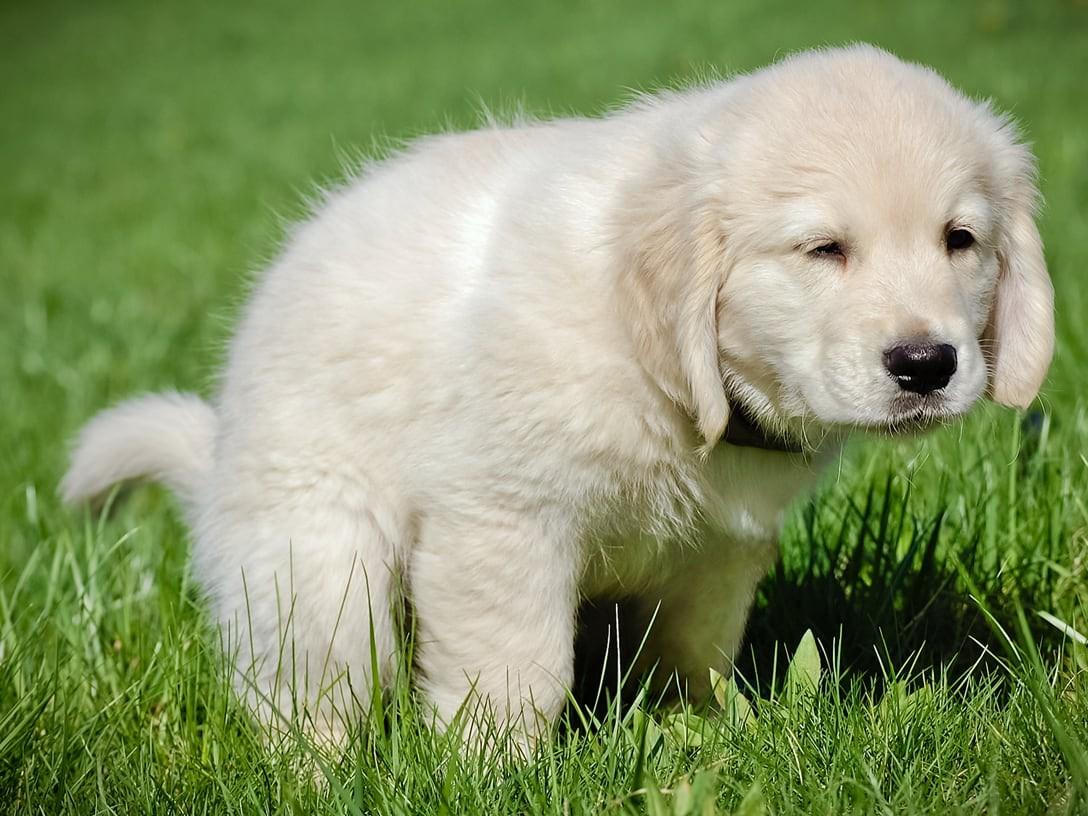 What to Do If Your Puppy Has Diarrhea
