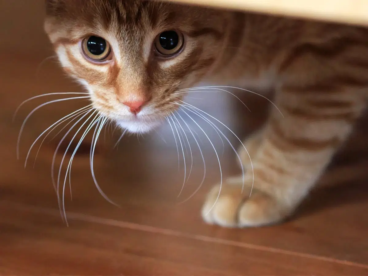 Fireworks and Felines: Understanding and Soothing Your Cat's Fear
