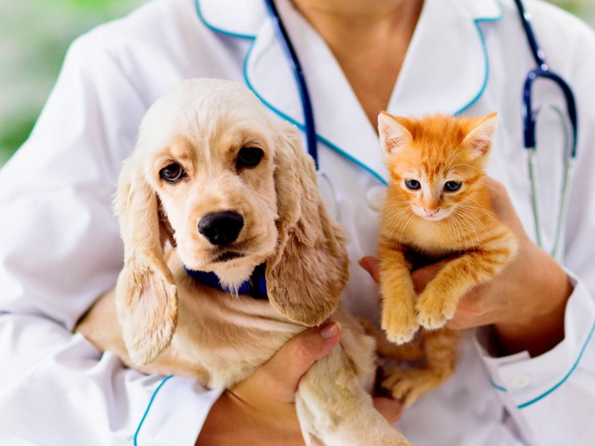 Important are Annual Vaccines for Your Dog & Cat