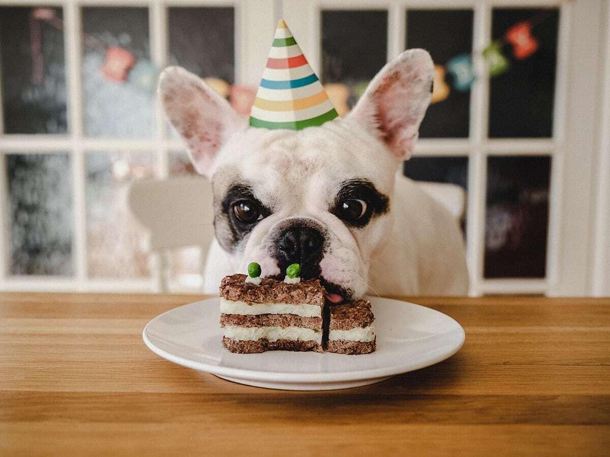 Dog's birthday