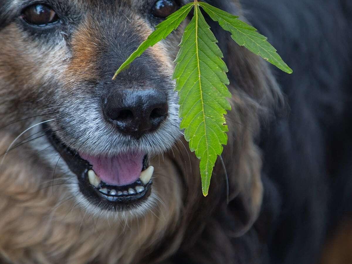 Dog Ate Marijuana? Now What?