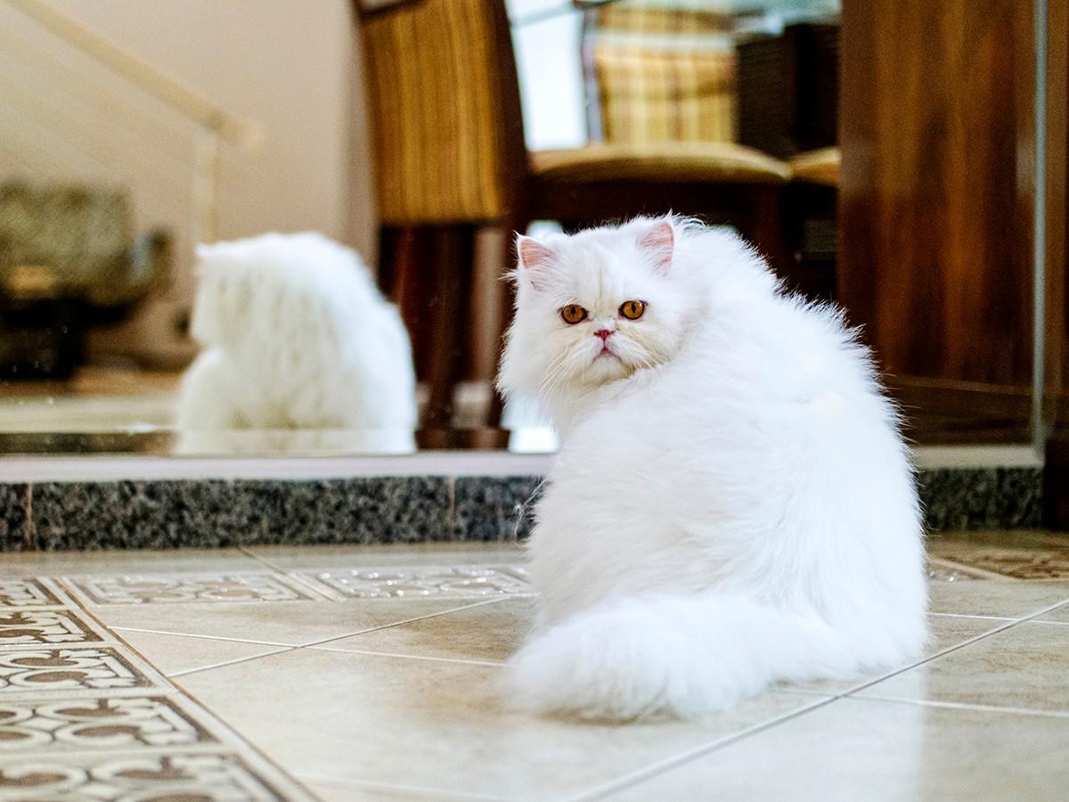 White Persian cat at home.