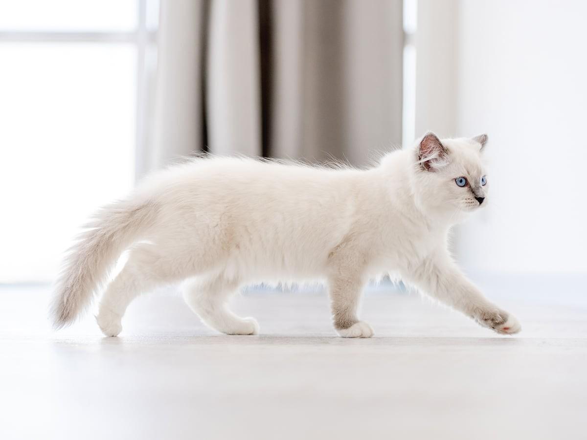 White Ragdoll Cat
