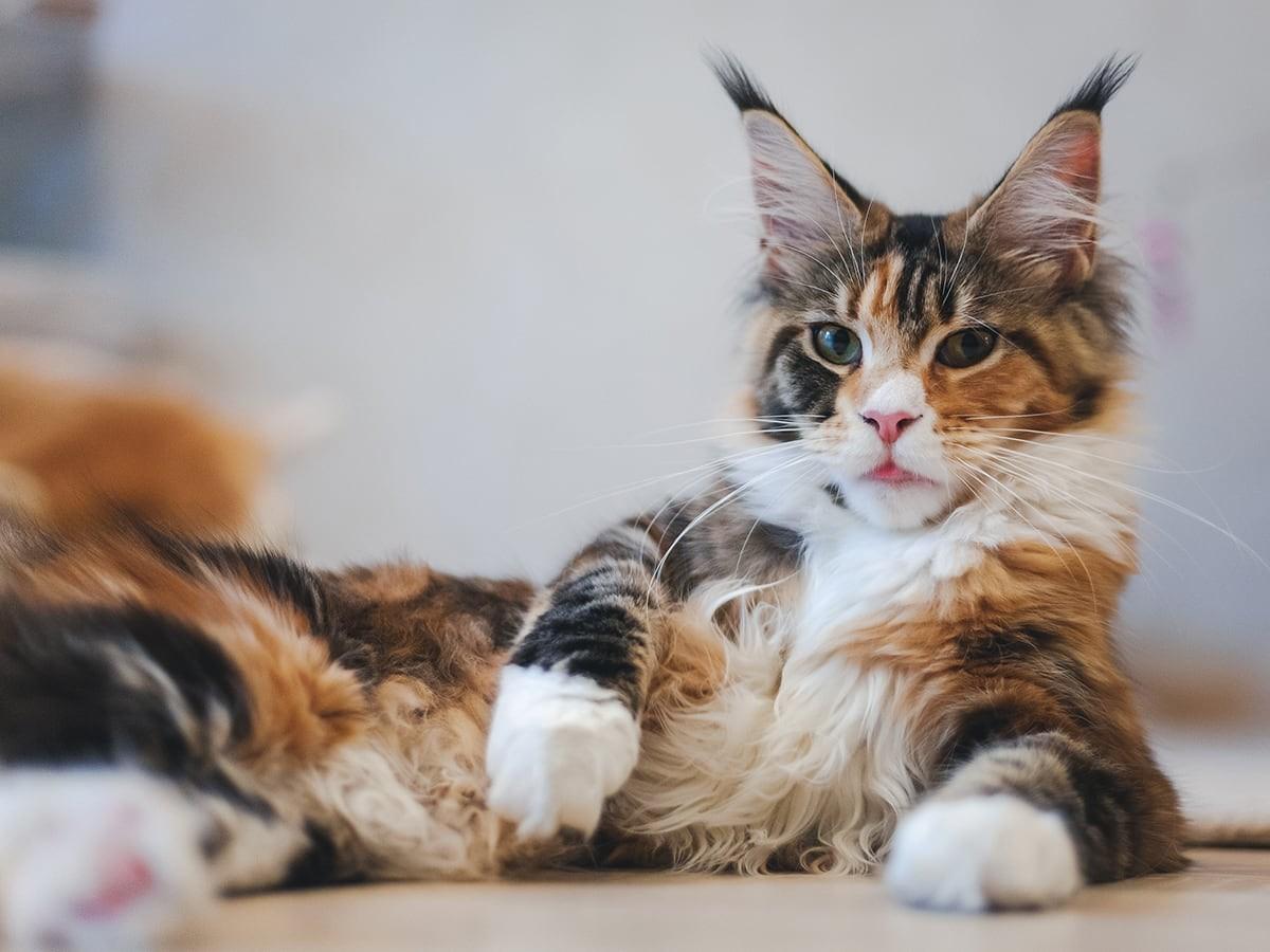Fluffy Maine Coon Cat