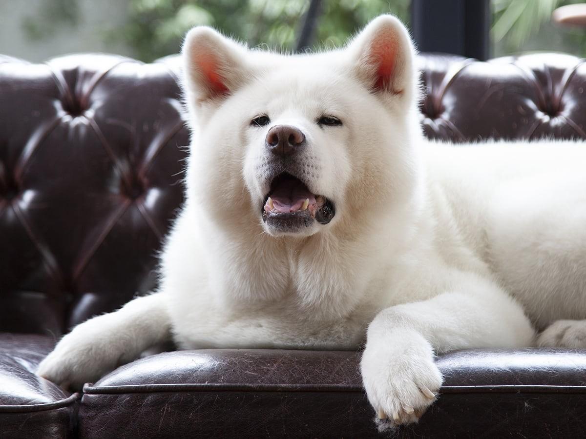 Akita Price: Understanding the Costs of Owning an Akita