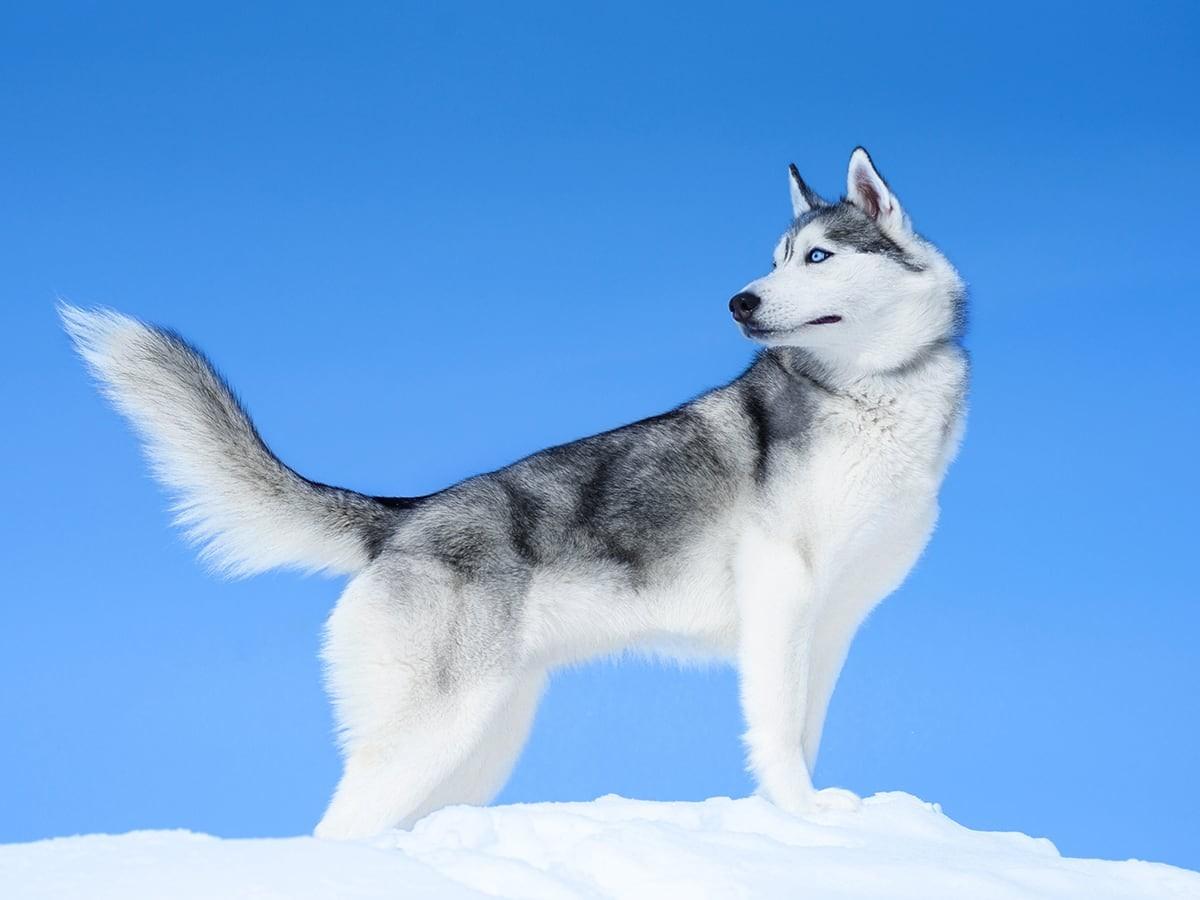 How Much Does A Siberian Husky Cost In 2023? 