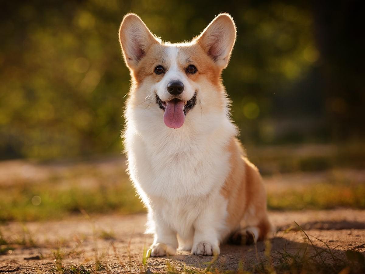 How Much Does A Pembroke Welsh Corgi Cost in 2023? 
