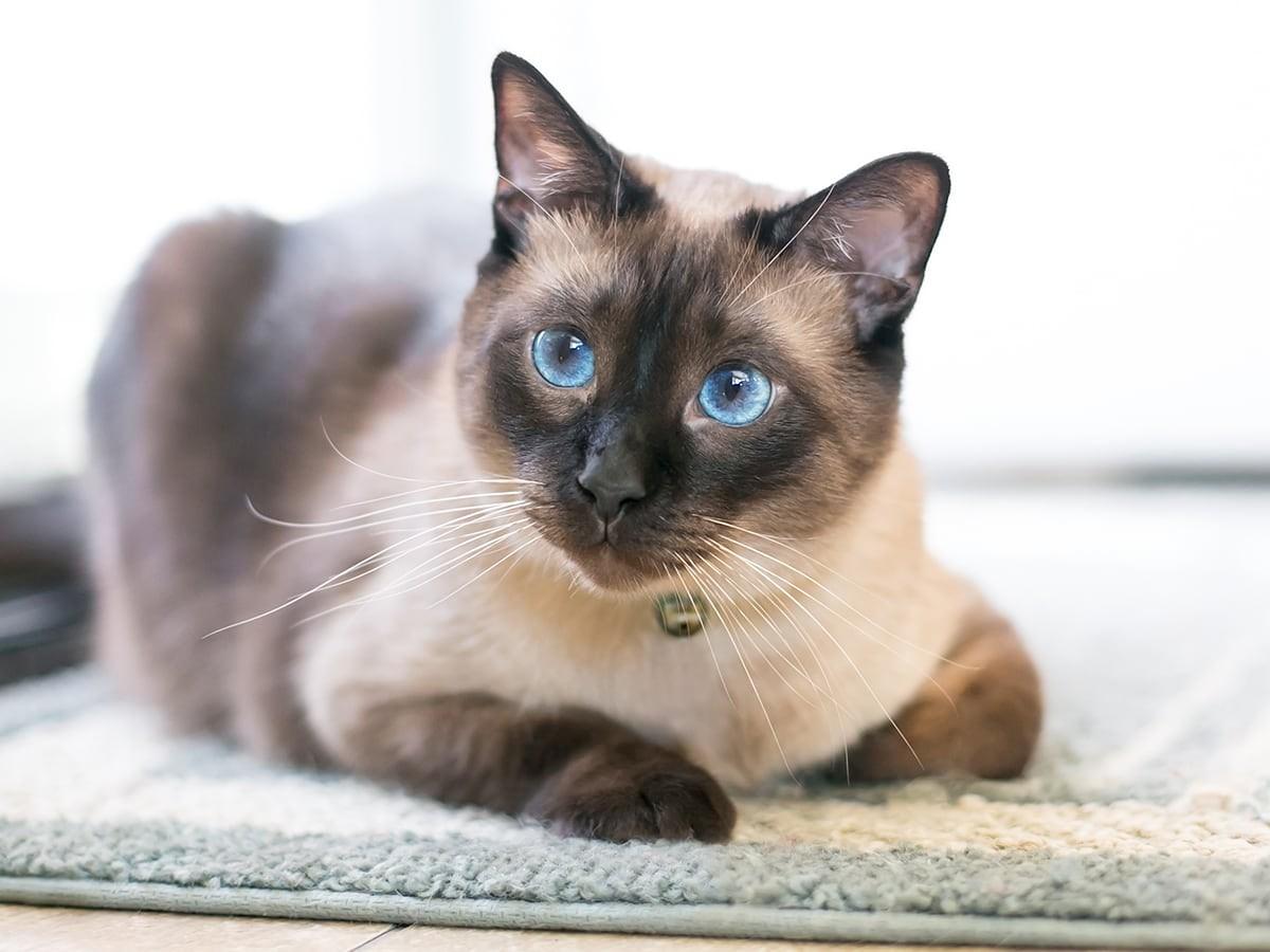 Seal Point Siamese Cats