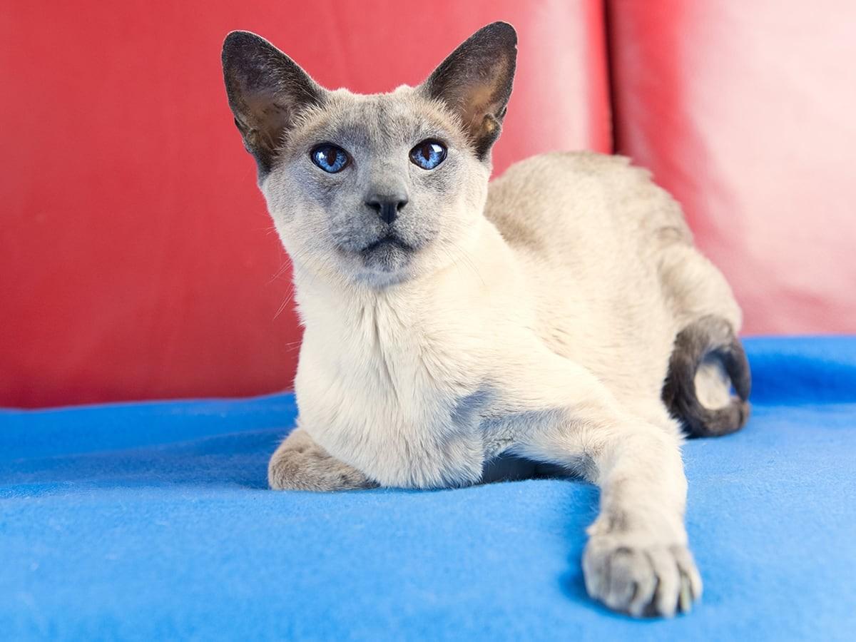Blue Point Siamese Cats
