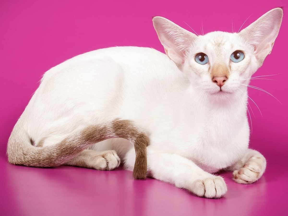 Lilac (or Lavender) Point Siamese Cats