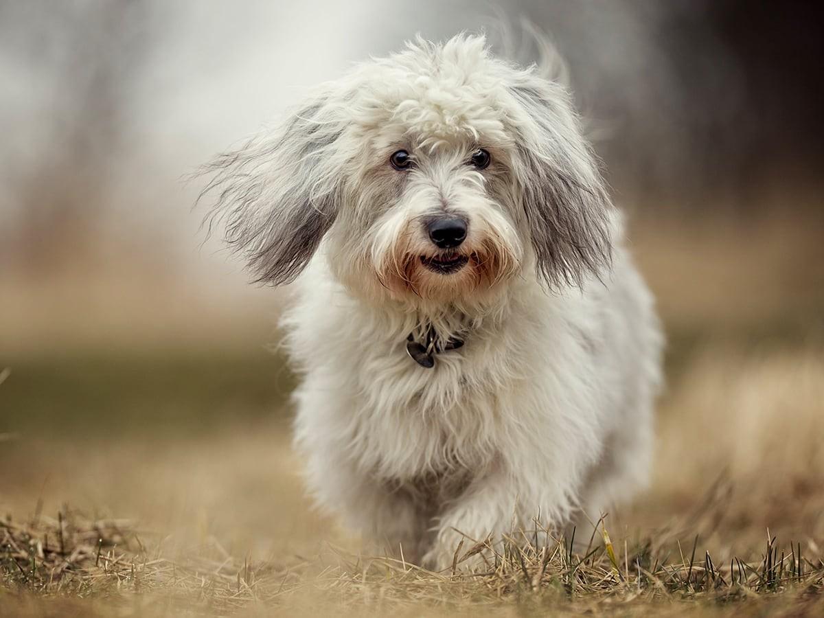How Much Does a Coton de Tulear Cost in 2023?