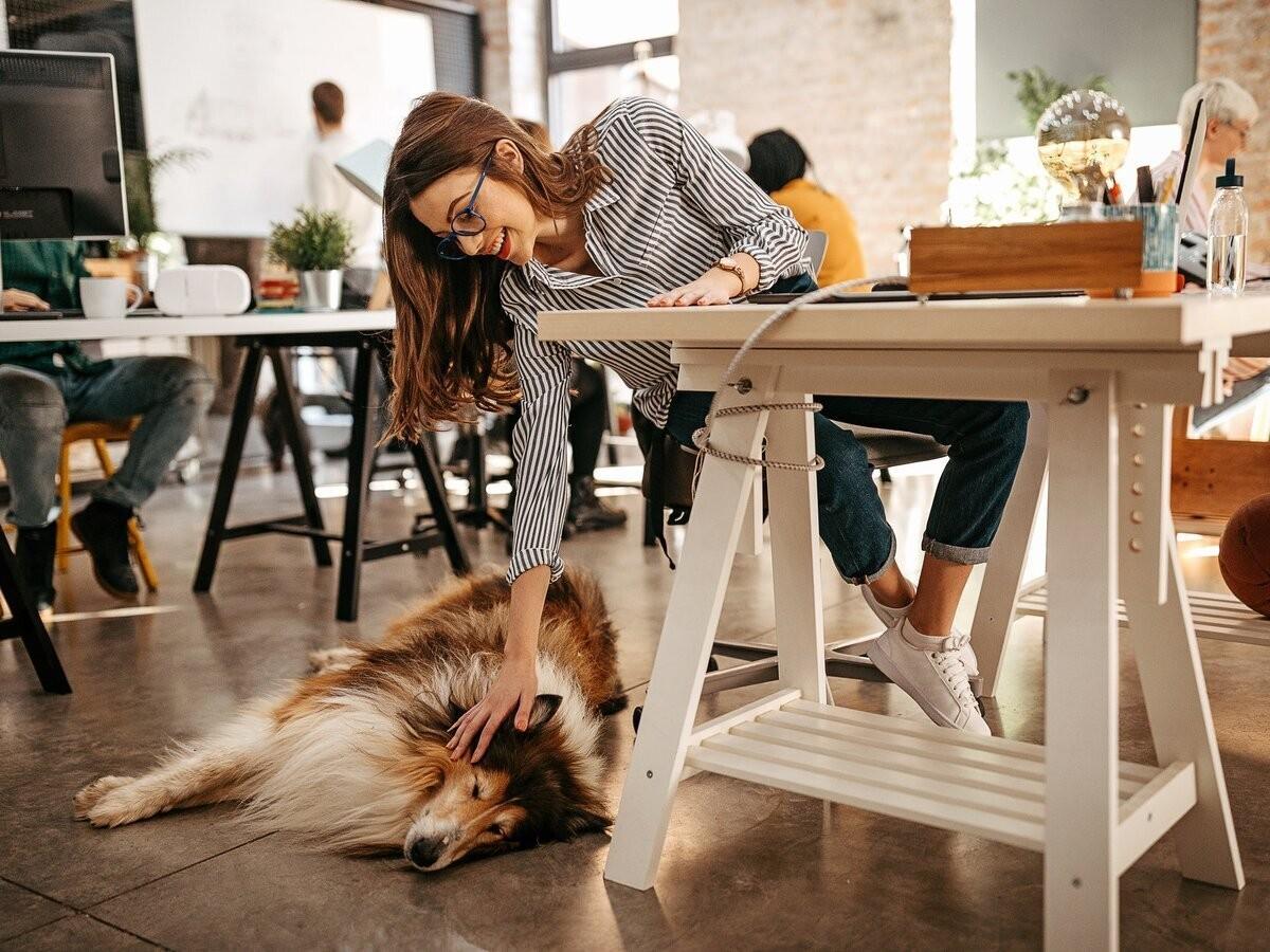 Why Dog-Friendly Offices are the Future of Work