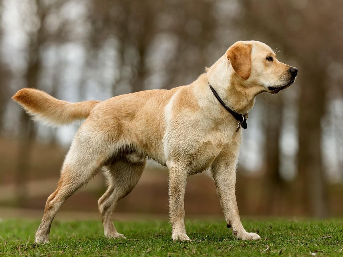 How Much Does a Labrador Retriever Cost in 2023?
