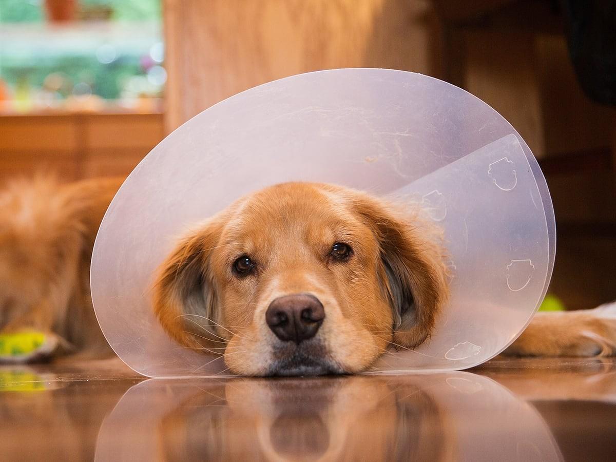 The Best Alternatives to Surgical Dog Cones