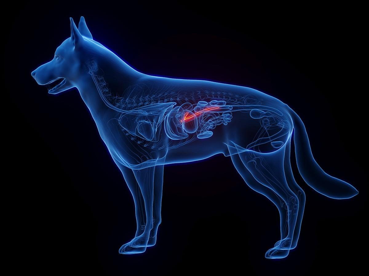 Signs and Symptoms of Pancreatitis in Dogs