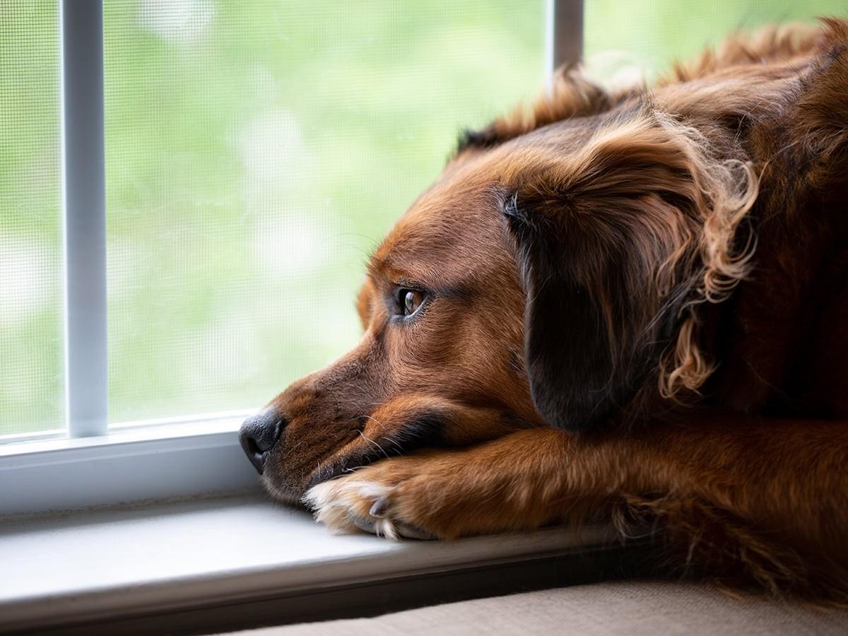 Tips To help A Depressed Dog