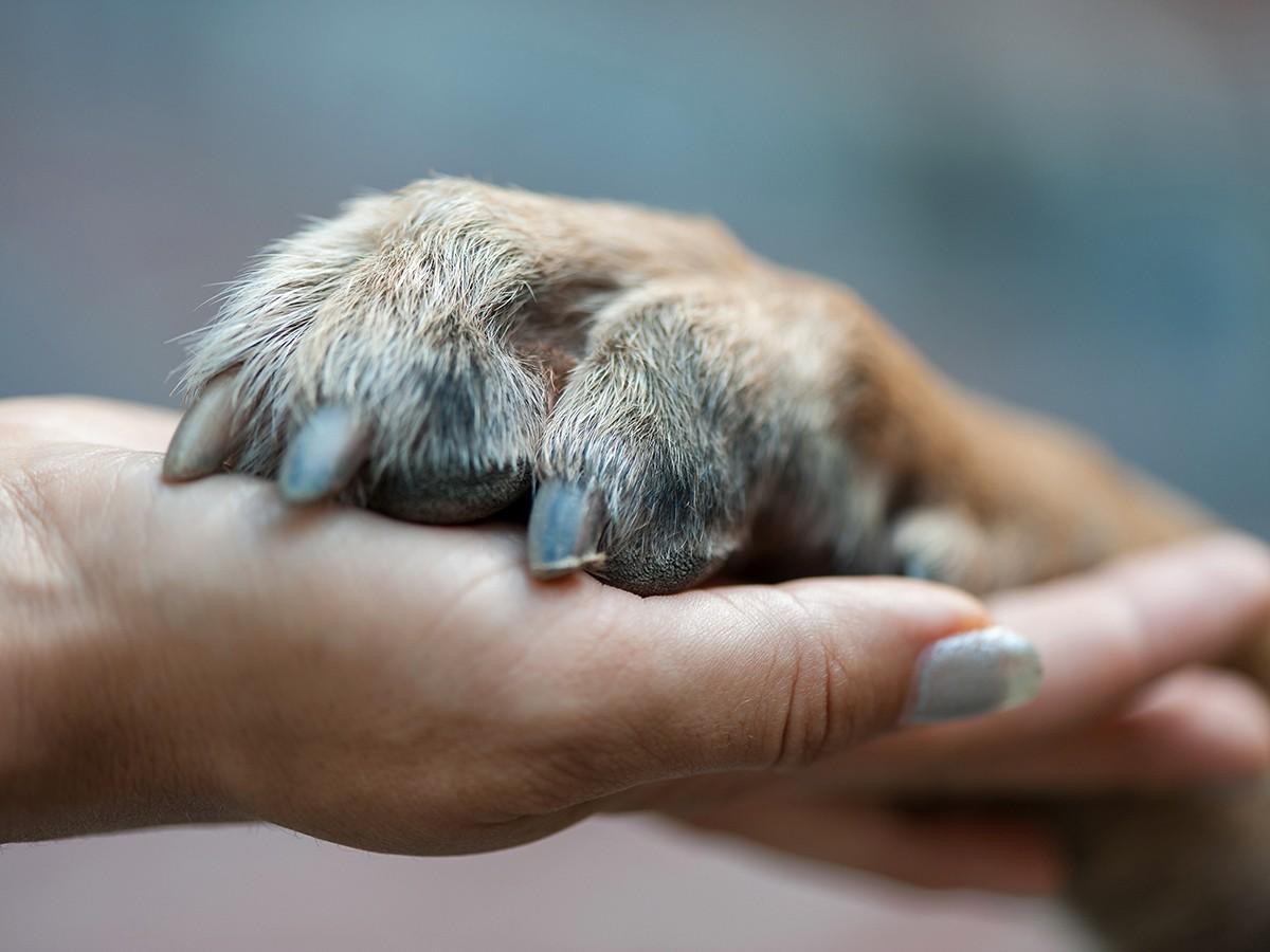The Role of Palliative Care in Pet Euthanasia: Enhancing End-of-Life Comfort for Pets
